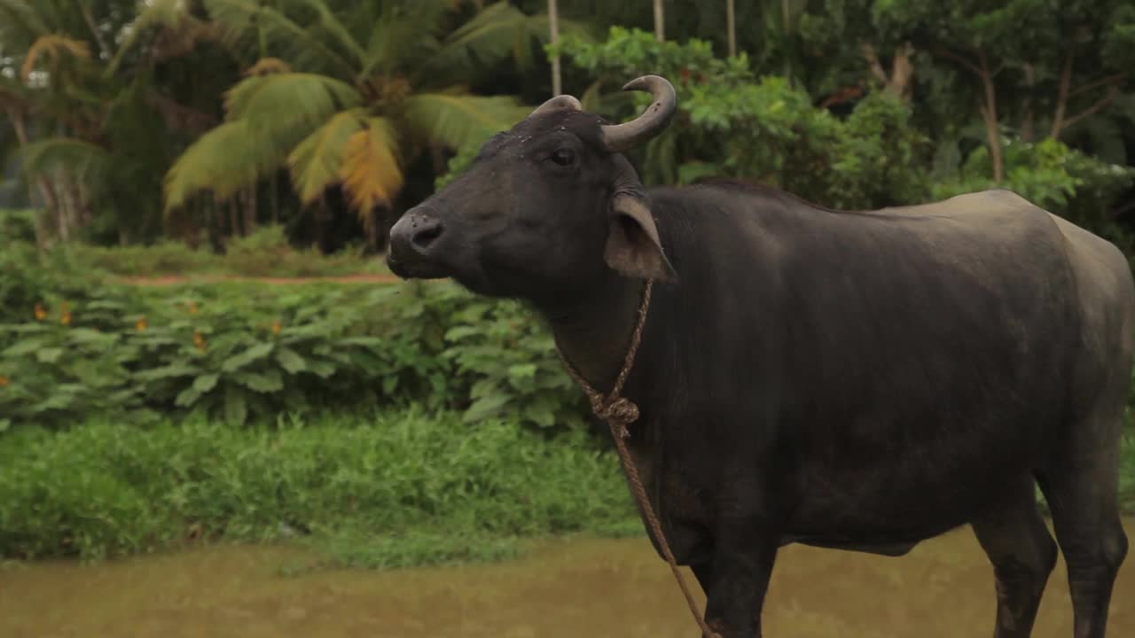 亚洲斯里兰卡湖里的公牛视频素材
