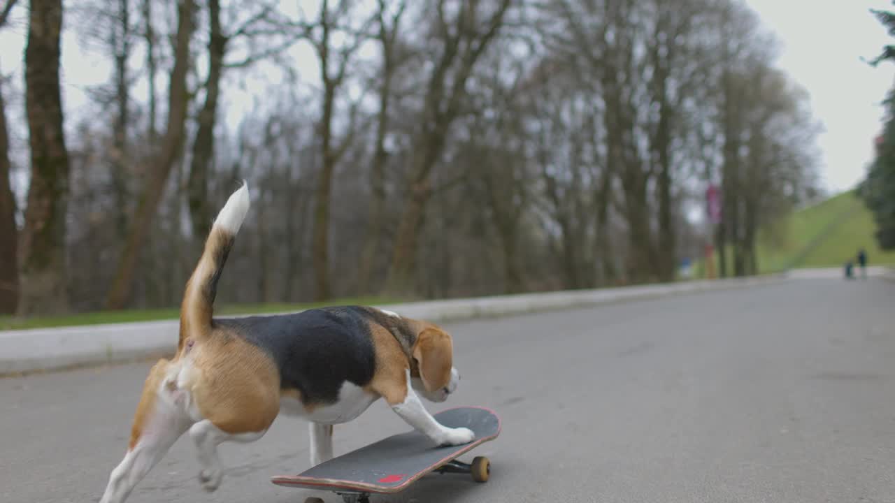 后视图的小猎犬在公园里玩滑板。宠物狗户外滑板。缓慢的运动。视频素材