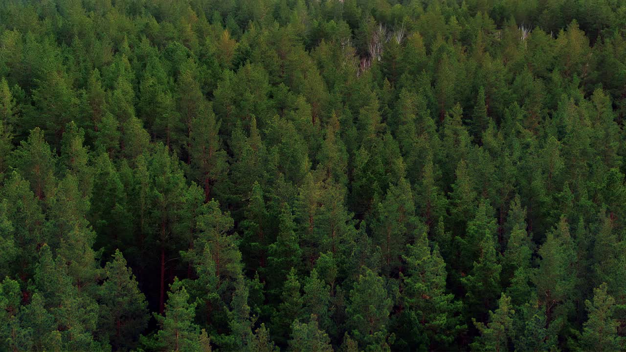 无人机飞过浓密的针叶林，绿色和蓬松的树梢。松树和冷杉的高大树干，林地。美丽的森林景观。4 k, ProRes视频素材