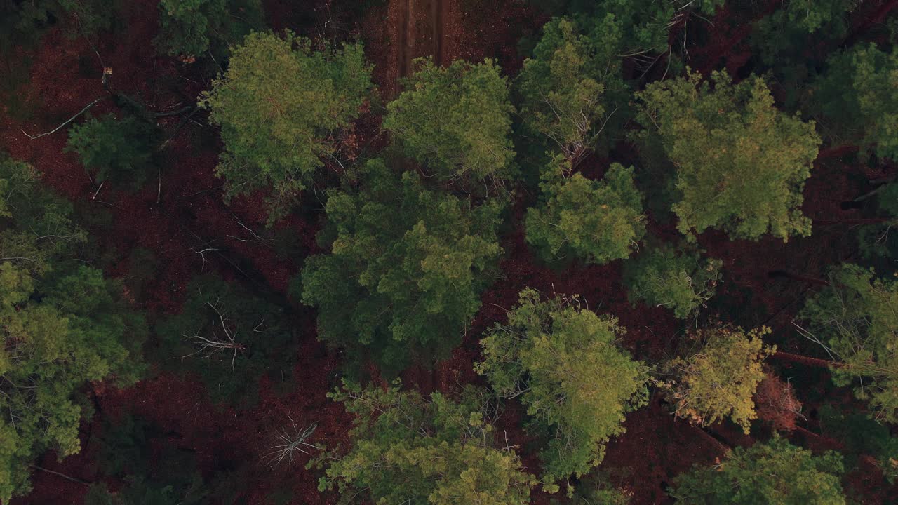 鸟瞰图，树顶和森林道路之间的树木。无人机飞过秋天的针叶林，沙地森林小径。4 k, ProRes视频素材