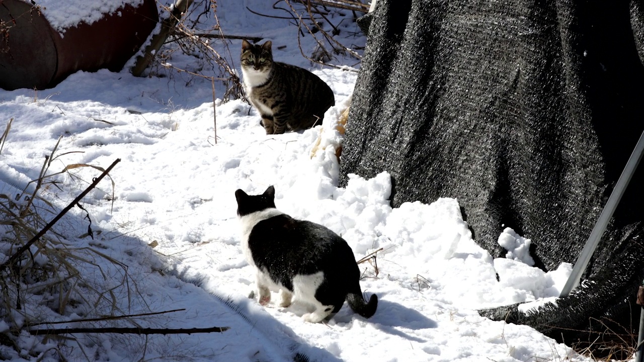 在韩国京畿道高阳市一山新城市的雪地里奔跑的猫视频下载