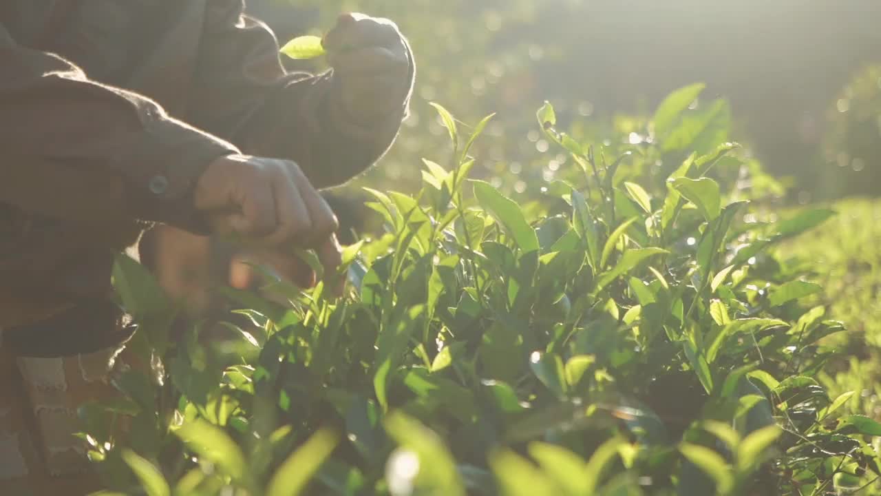 近距离拍摄的亚洲妇女农民采摘小绿茶在早上泰国美洪森视频下载