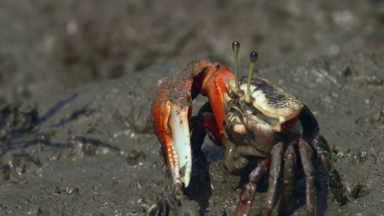 韩国京畿道安山市泥滩上吃有机物的螃蟹视频素材
