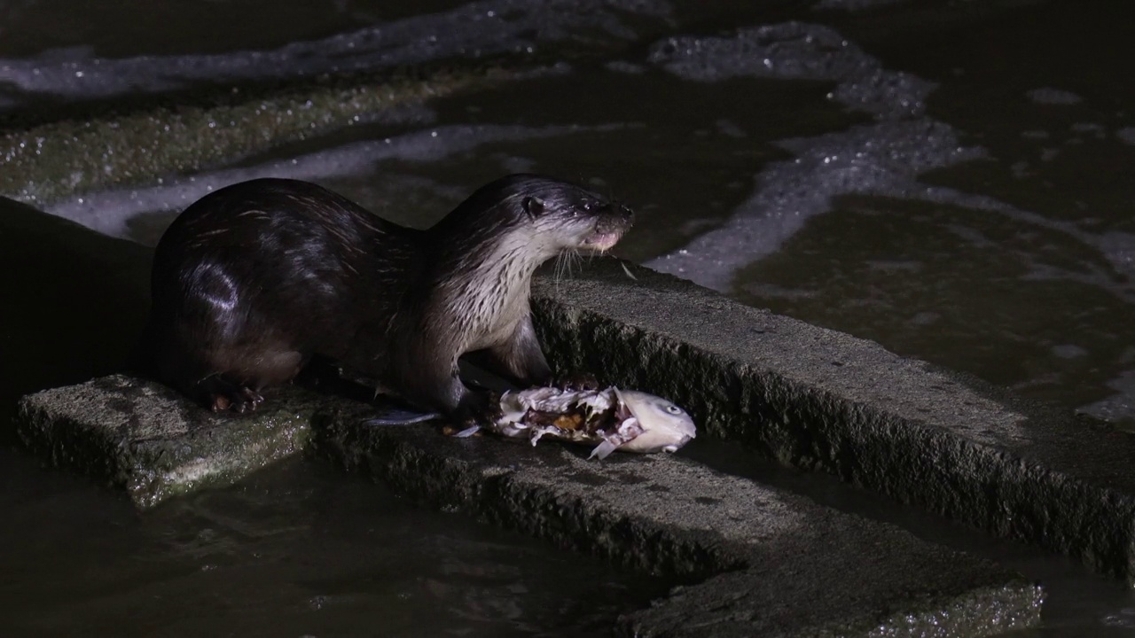 在韩国京畿道安山市河中捕获的吃鱼的水獭视频下载