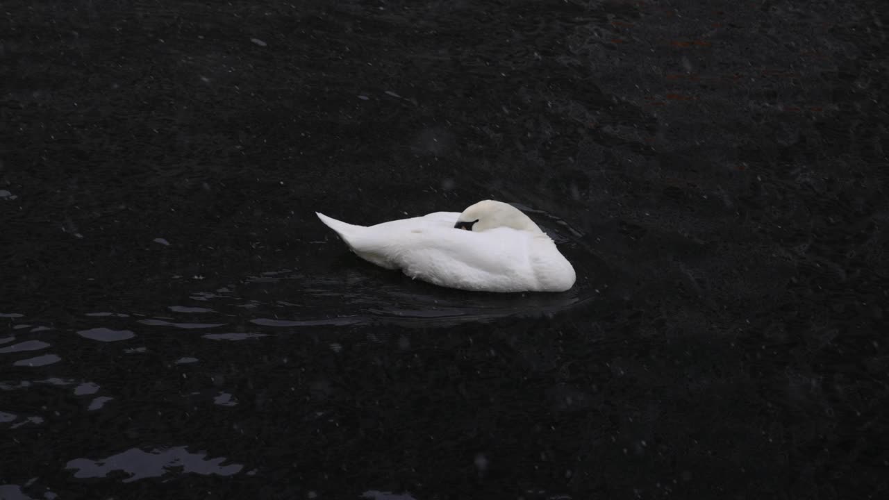 游泳天鹅清理自己在慢动作冬季与降雪视频下载