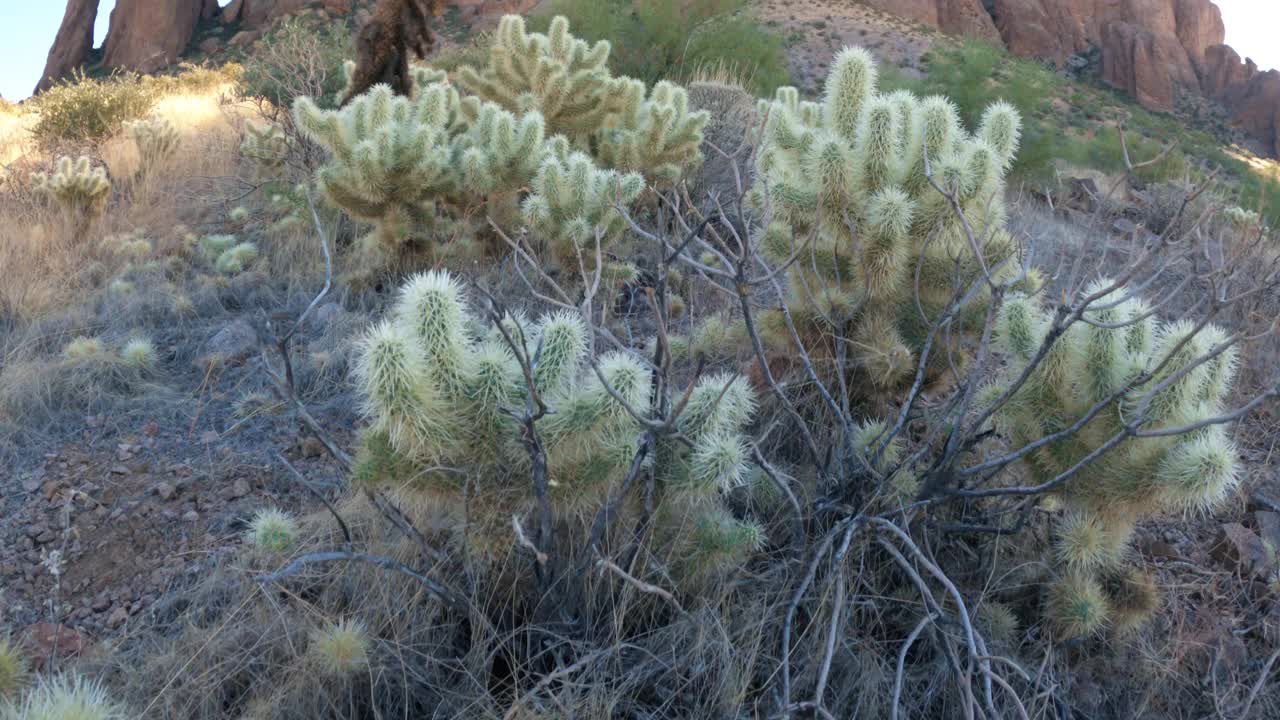 亚利桑那自然背景的仙人掌植物和山崖视频素材