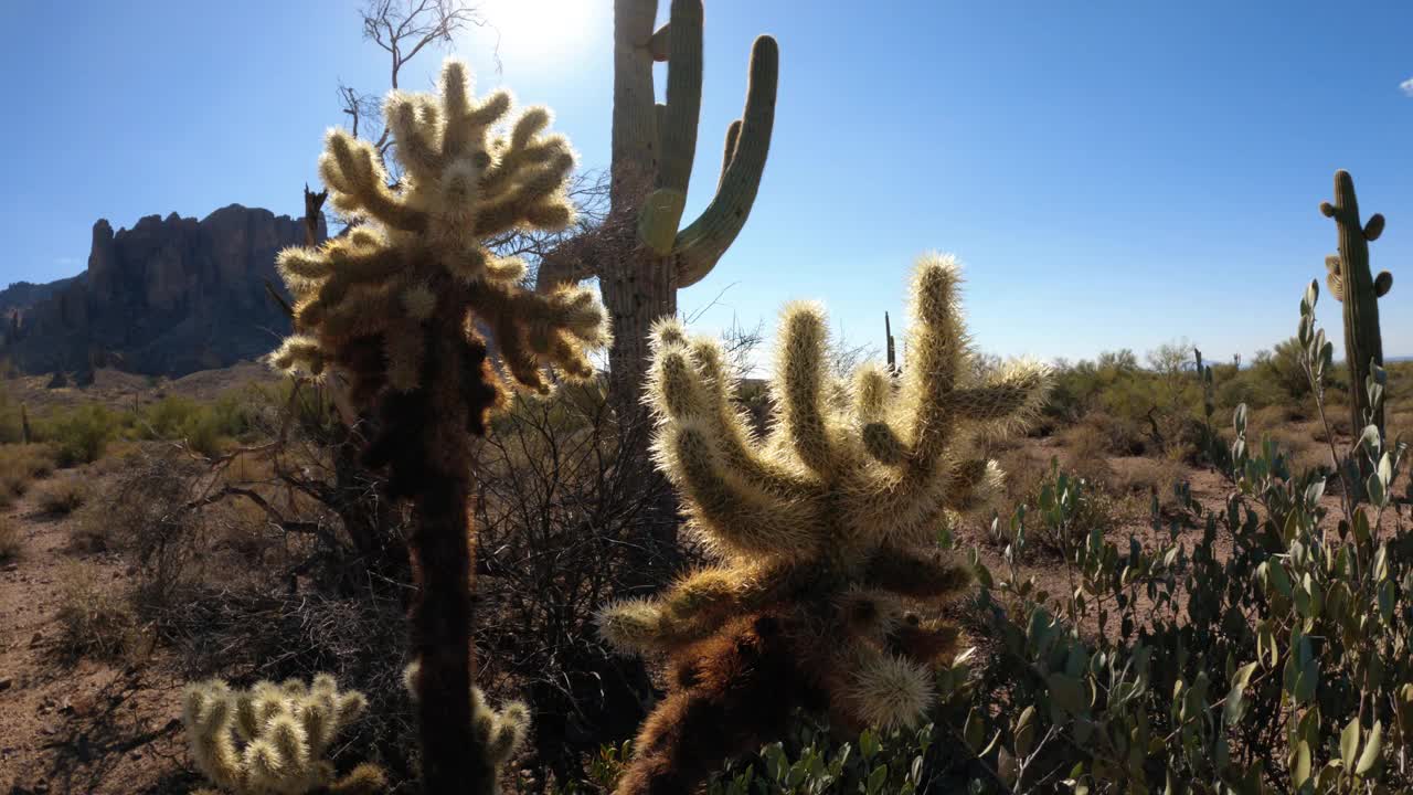 相机从仙人掌到亚利桑那州沙漠的山视频素材