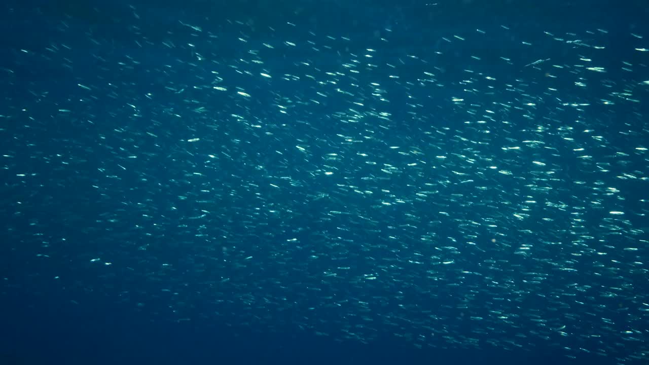 大群的蓝小茴香、精致的圆鲱鱼或蓝背小茴香。大量的小鱼在阳光下的蓝色的水里游泳。慢动作视频素材