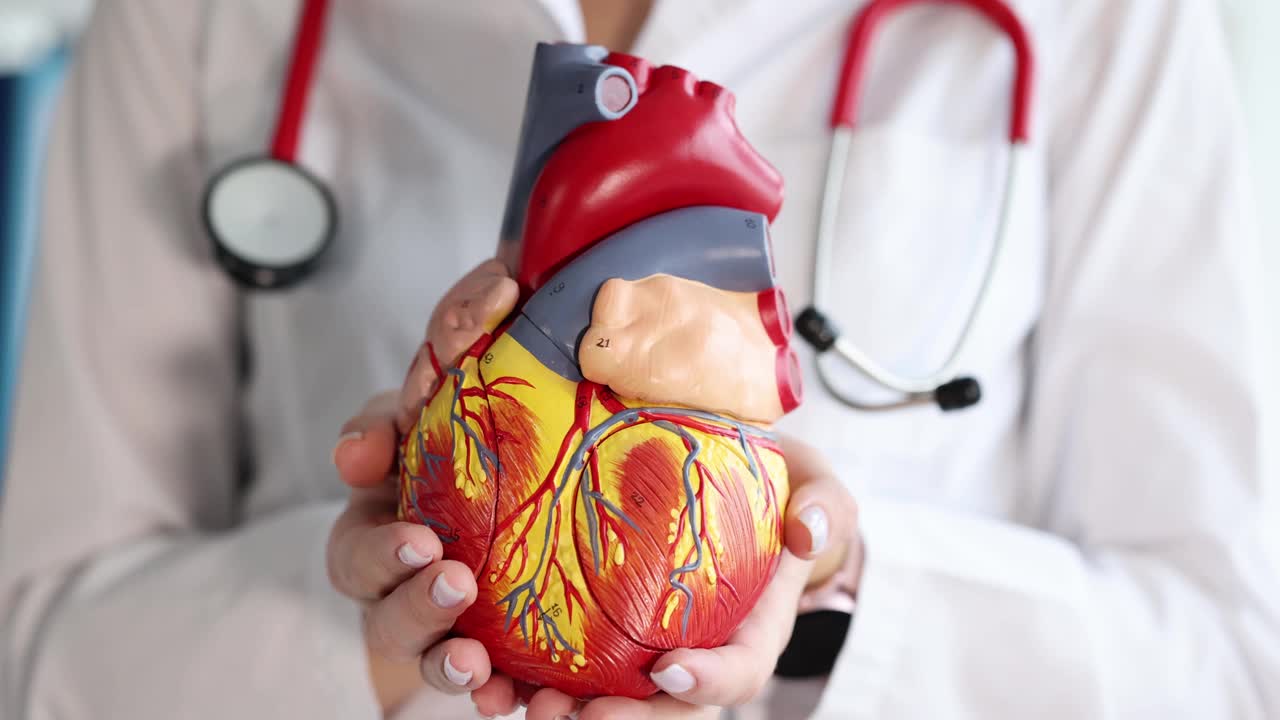 医生心脏病专家手持人工心脏模型特写4k电影慢动作视频素材