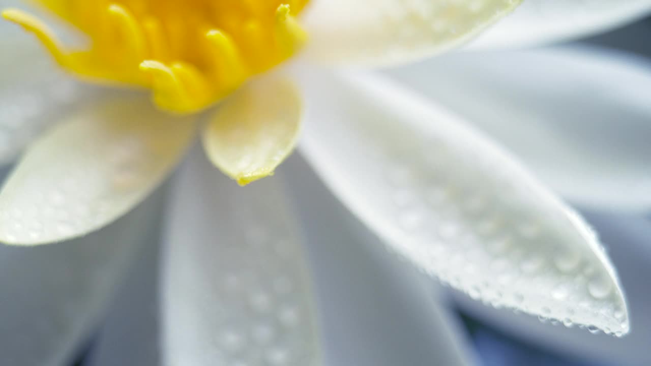 白色睡莲盛开的水滴在花瓣上。移动焦点。单株美丽的睡莲在阳光明媚的日子里盛开在池塘里视频素材