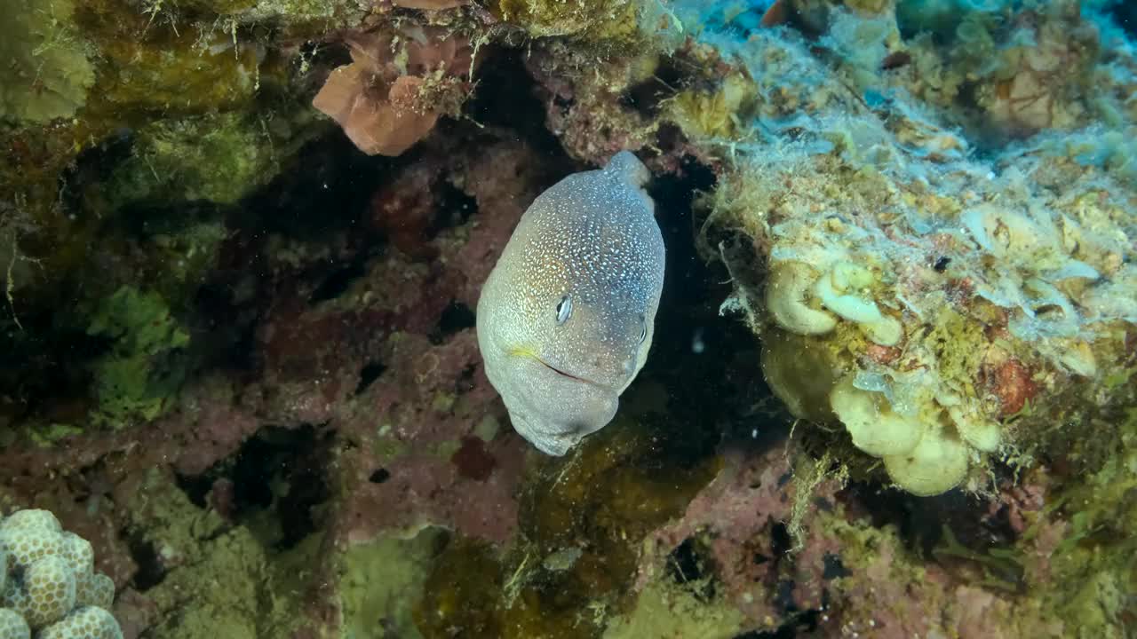 马里从它的藏身之处向外窥视。黄嘴海鳗(Gymnothorax nudivomer)， 4K-60fps视频素材