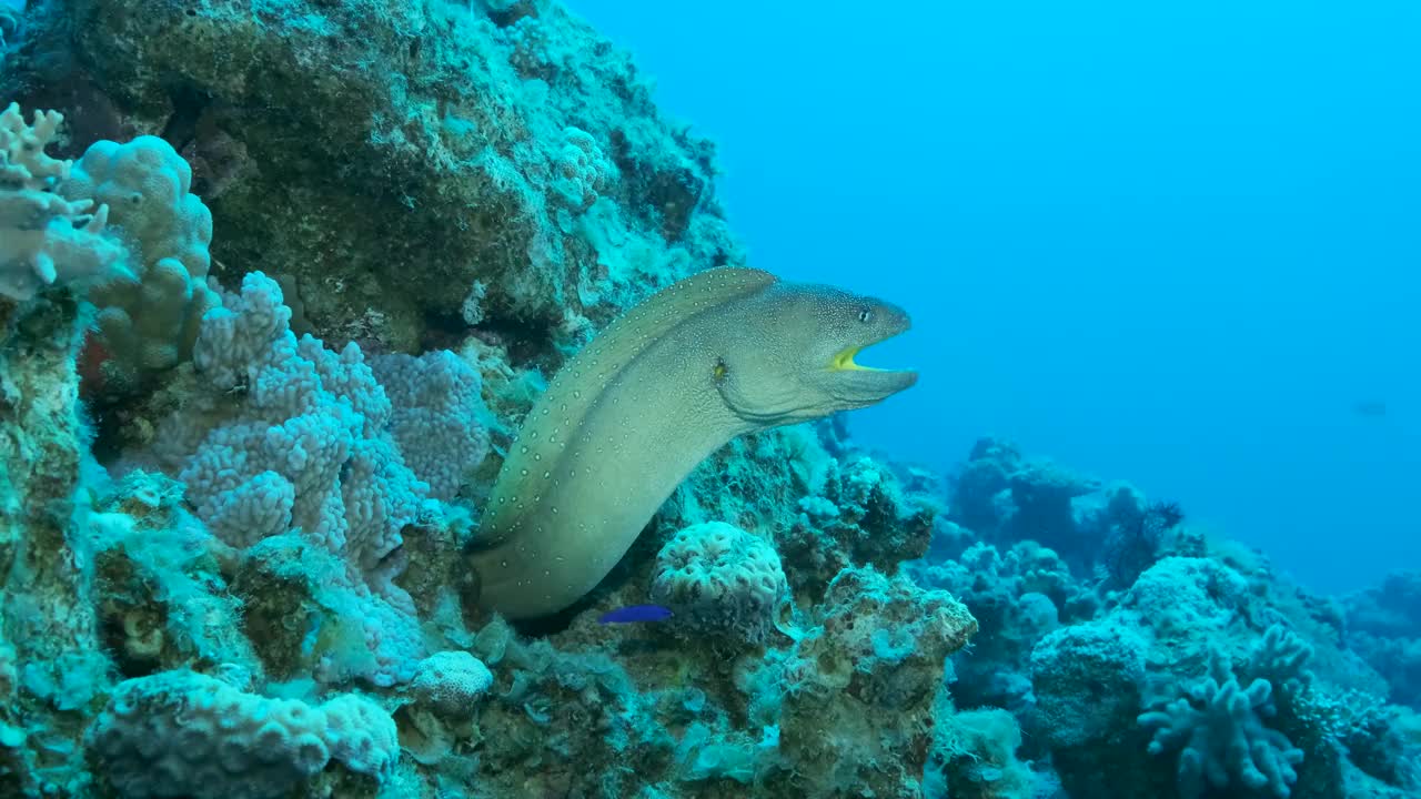 马里鱼在蓝色的海水背景中从它的藏身之处向外窥视。黄嘴海鳗(Gymnothorax nudivomer)， 4K-60fps视频素材