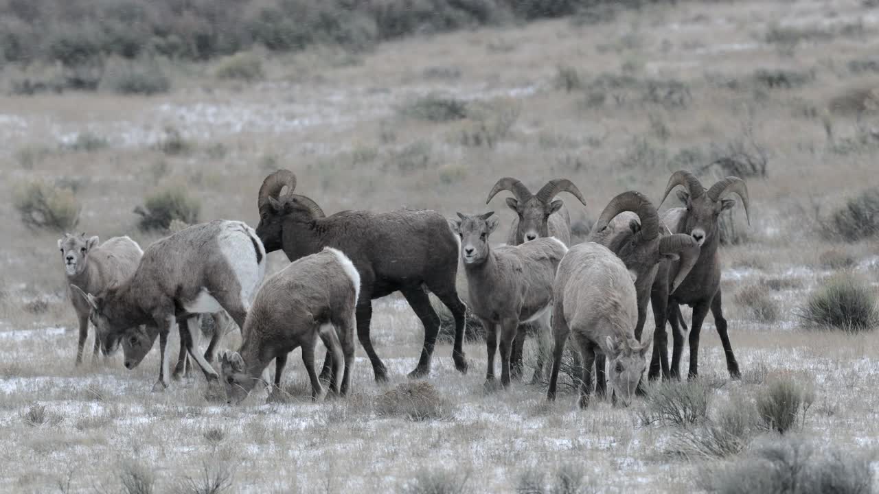 在冬季/暴风雪发情期，大角羊公羊(加拿大羊)追逐母羊，头部碰撞和交配的MS 4K镜头视频下载