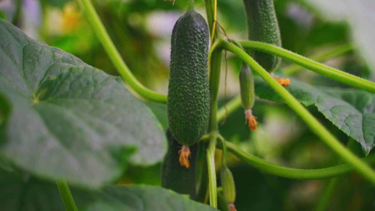 温室内种植黄瓜。视频下载