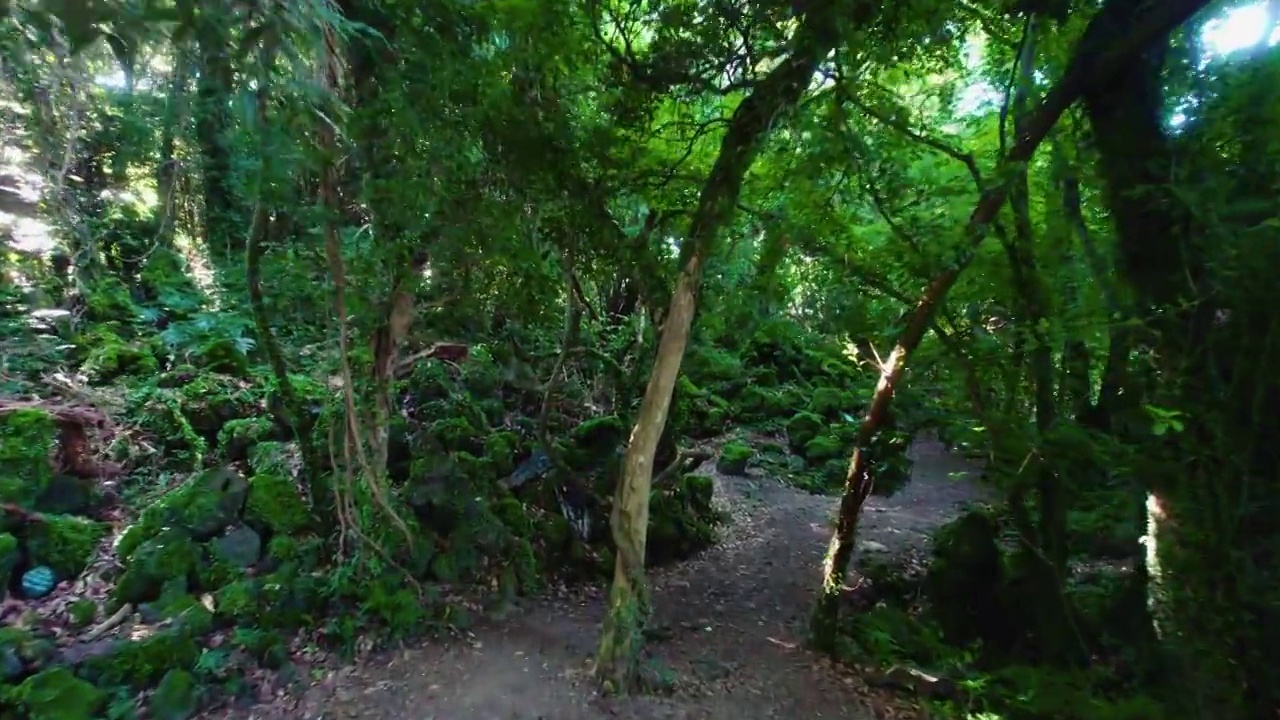 韩国济州济州市杭庆郡Gotjawal公园焕山森林的自然风光视频下载