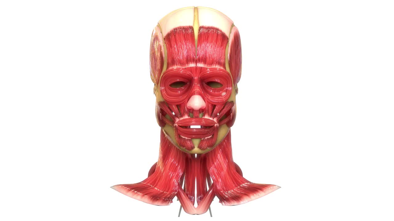 人体肌肉系统面部肌肉解剖动画概念视频下载