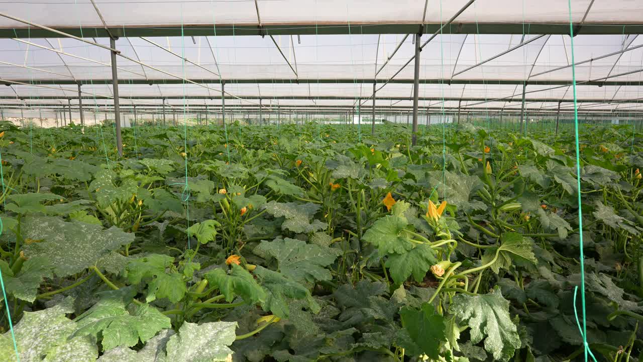 西葫芦温室栽培。视频下载