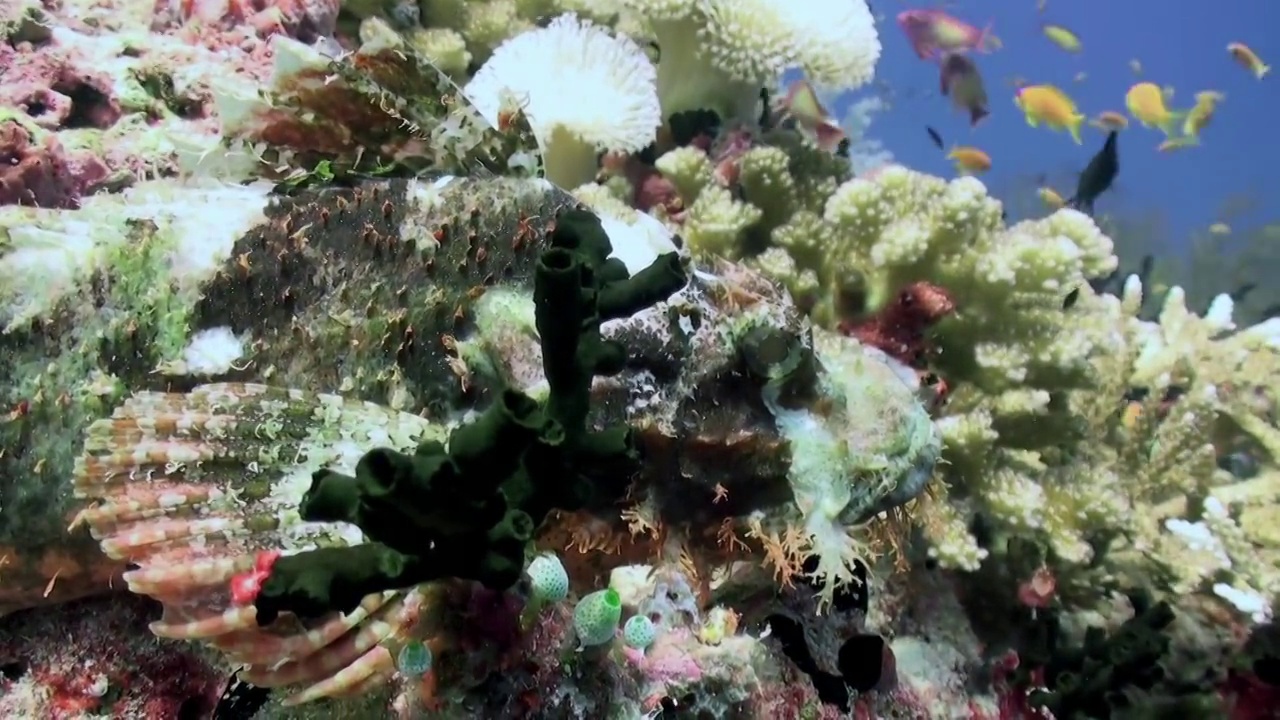 一群珊瑚鱼在蓝色背景下的海底寻找食物。视频下载