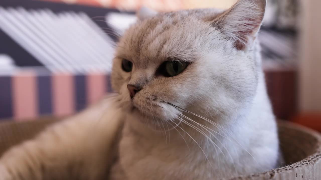 英国短毛猫的特写视频素材