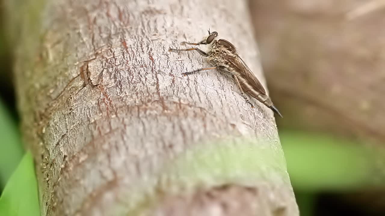 一只棕色的蝴蝶栖息在一根白棕色的木头上，正在寻找猎物视频下载
