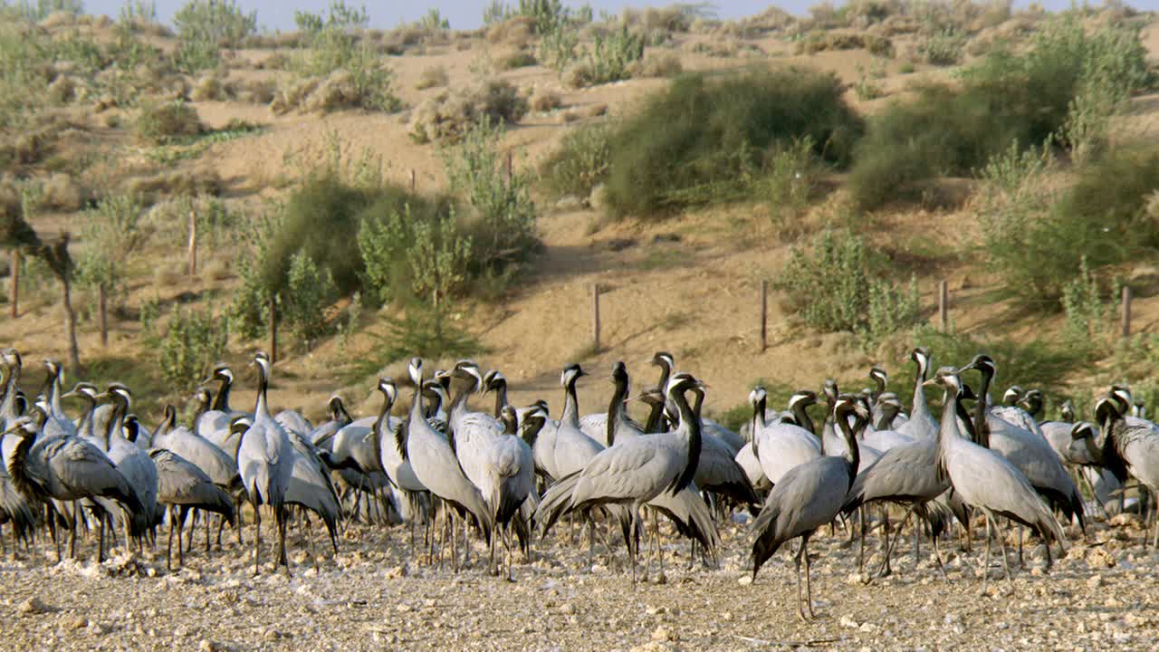 这群鹤雀正在觅食，它们中的一些在沙漠陆地范围内飞行/慢镜头拍摄视频素材