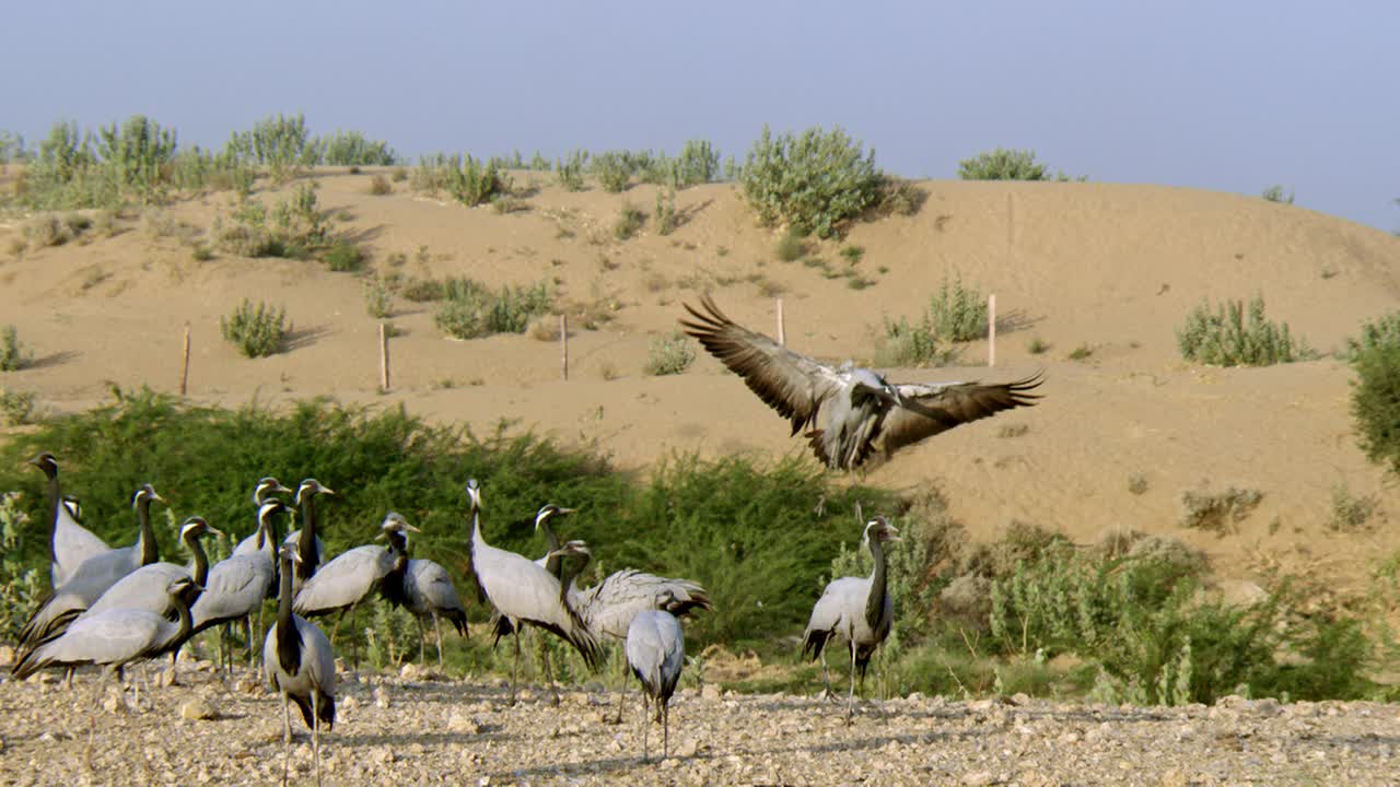 一群鹤雀觅食，漫游在沙漠地区-广角镜头/慢镜头视频下载