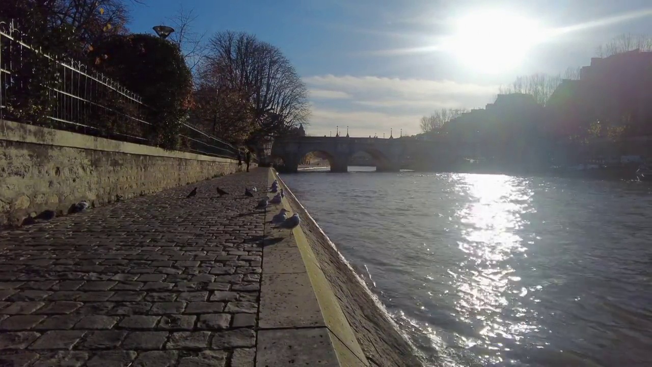 在巴黎的塞纳河岸边，秋天的鸟儿视频素材