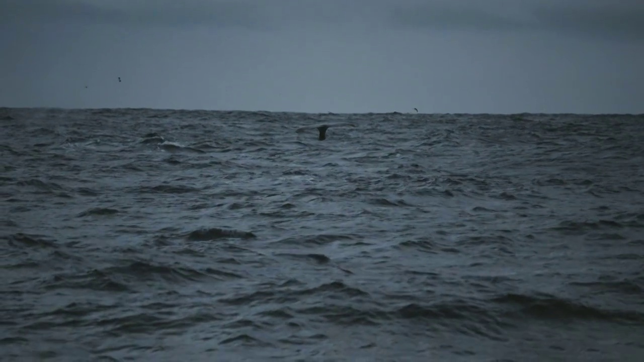 观看座头鲸的尾巴从船上潜入大海视频素材