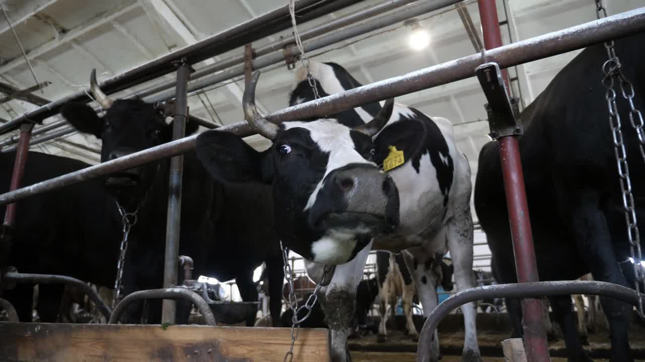 黑白奶牛站在通风的牛棚里，吃着新鲜的干草视频下载