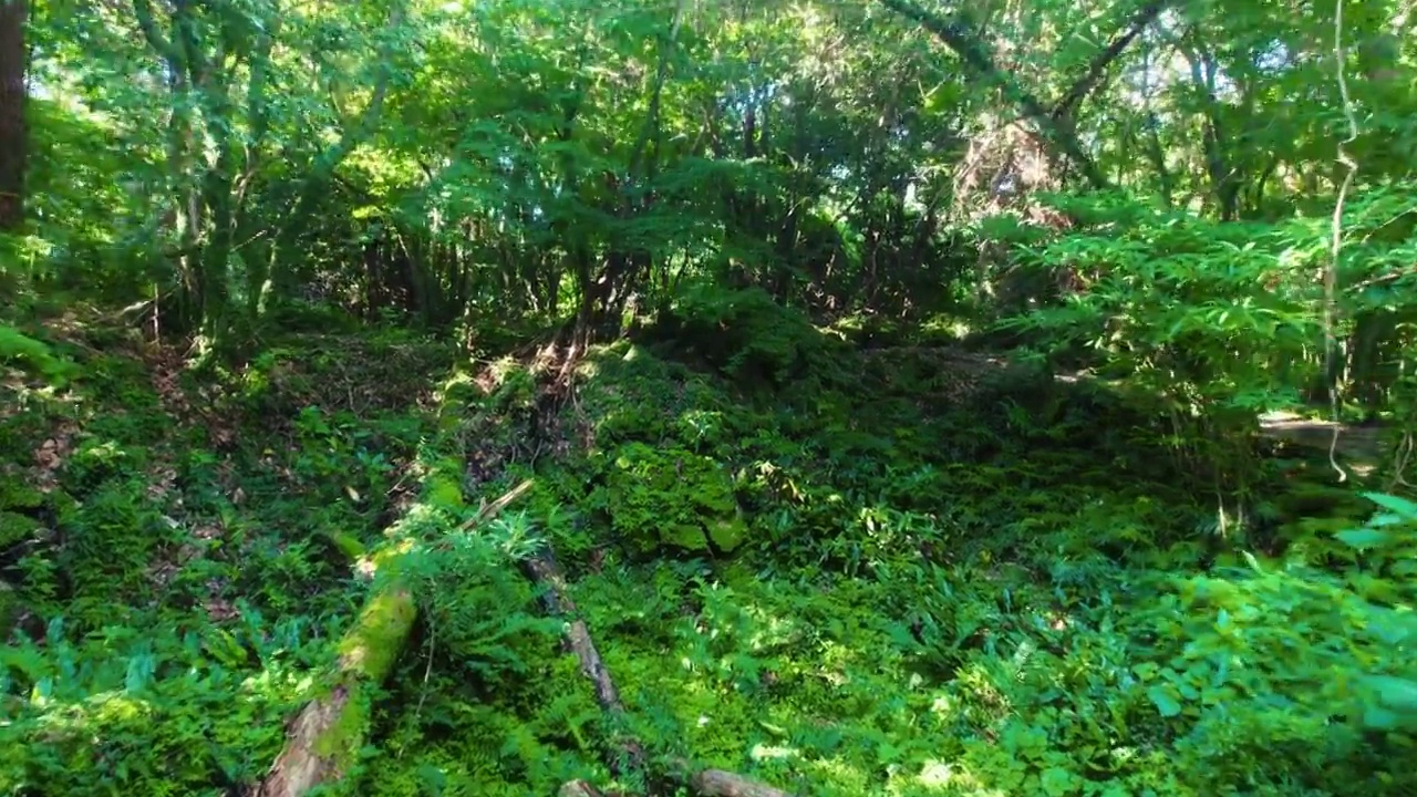 韩国济州济州市杭庆郡Gotjawal公园焕山森林的自然风光视频下载