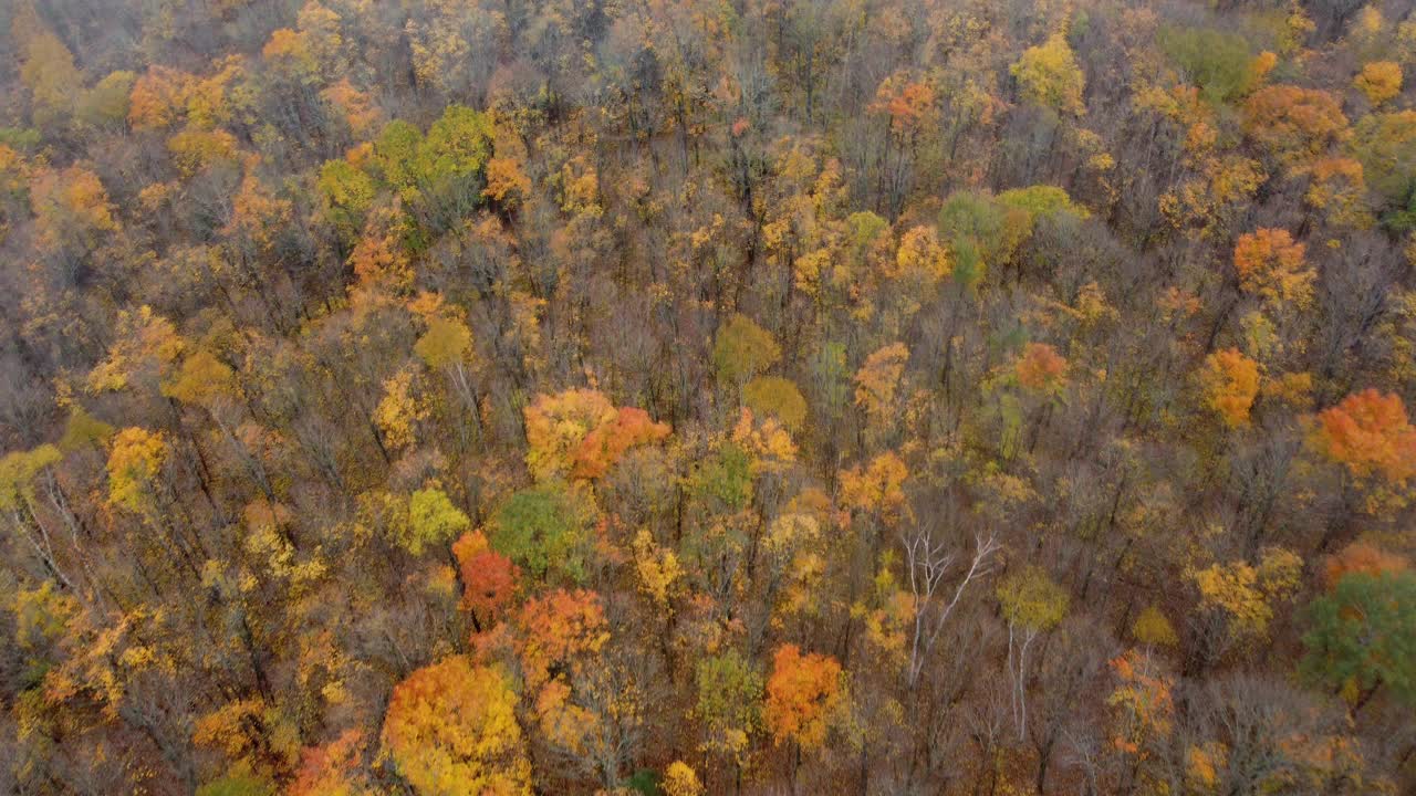秋天，加拿大魁北克的枫叶变色视频素材