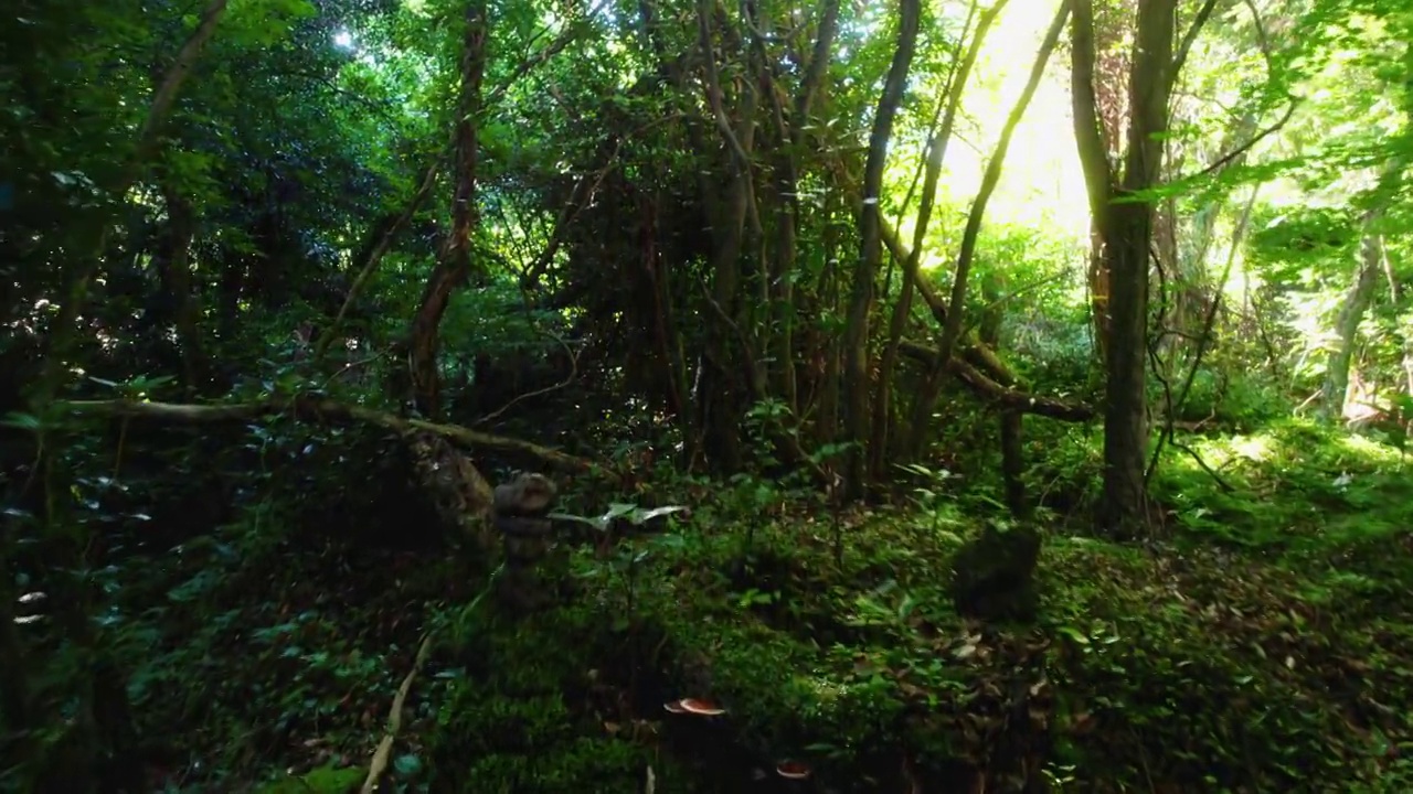 韩国济州济州市杭庆郡Gotjawal公园焕山森林的自然风光视频素材