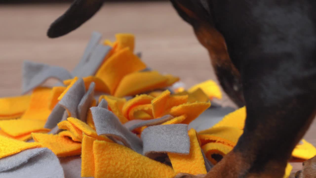 可爱的狗狗玩鼻子工作游戏，嗅垫子，它试图找到食物。幼犬训练游戏视频下载