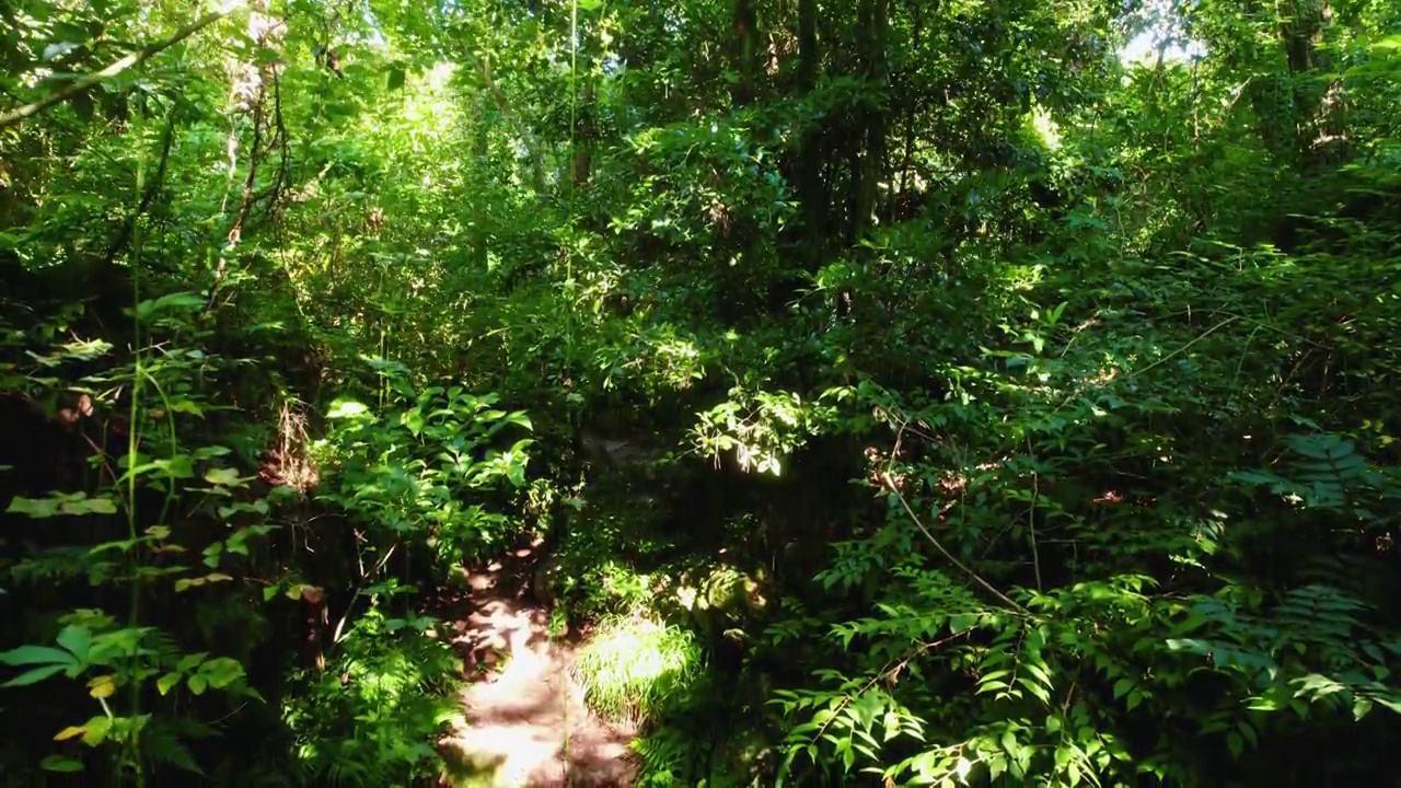 韩国济州济州市杭庆郡Gotjawal公园焕山森林的自然风光视频素材