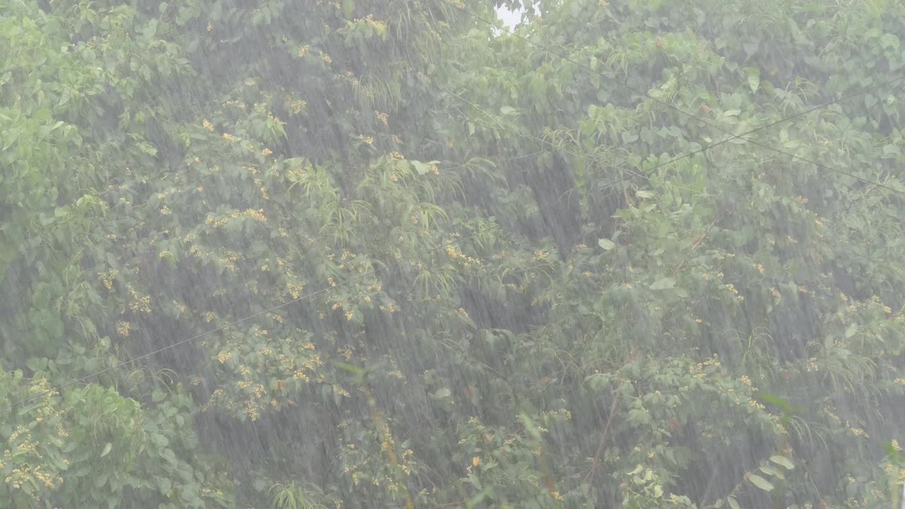 雨点落在绿叶树的背景上视频素材