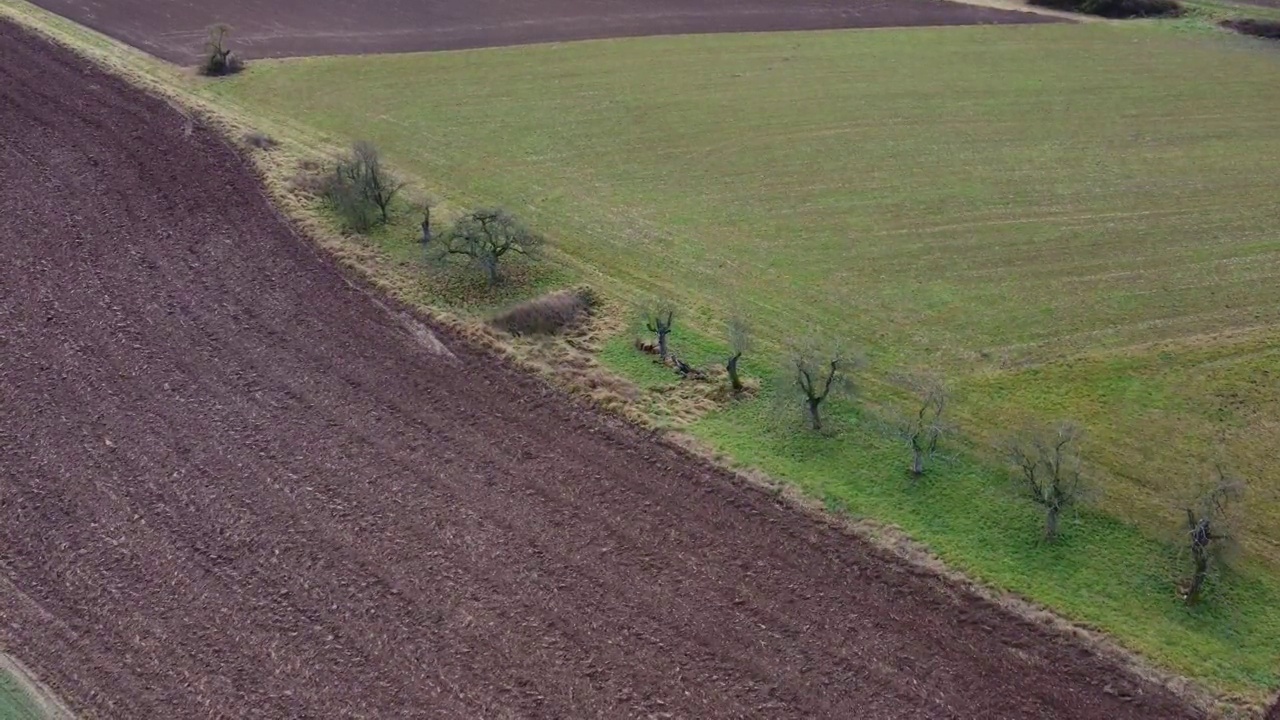 无人机飞过农田里一排排的苹果树，鸟瞰图视频素材