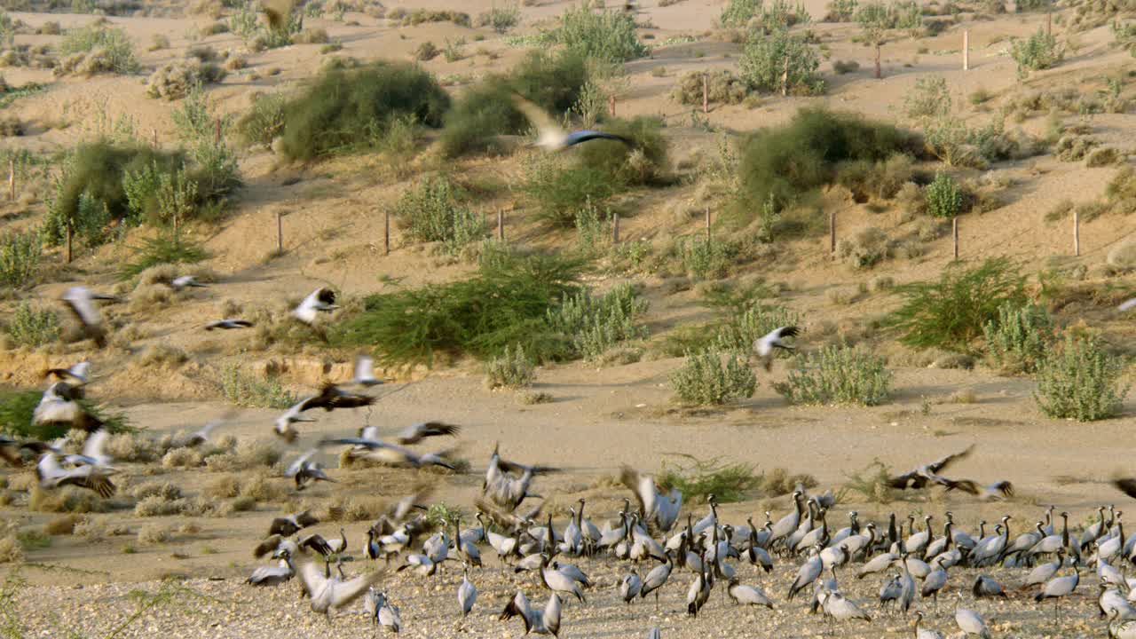 一群鹤鸟飞下来，在沙漠中觅食-高角度视图/广角镜头视频素材