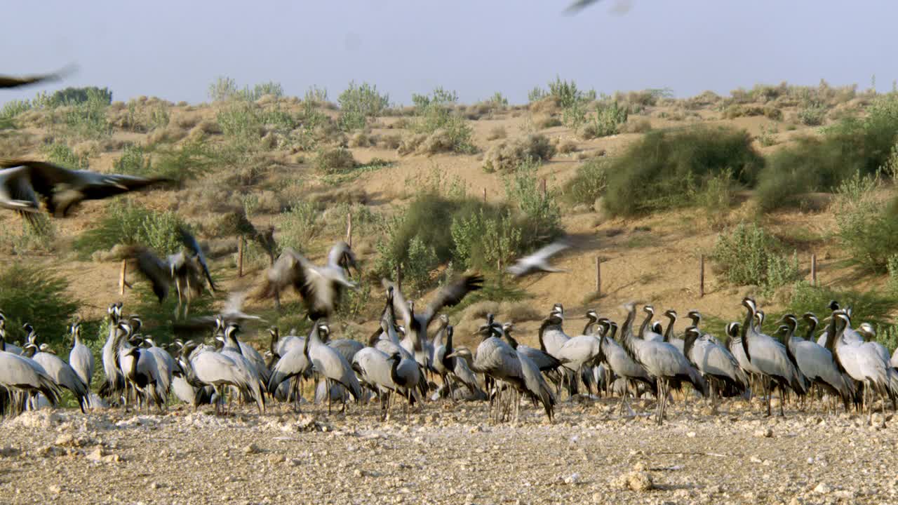 在半沙漠地区，一群正在觅食的白鹤在四处飞翔视频素材
