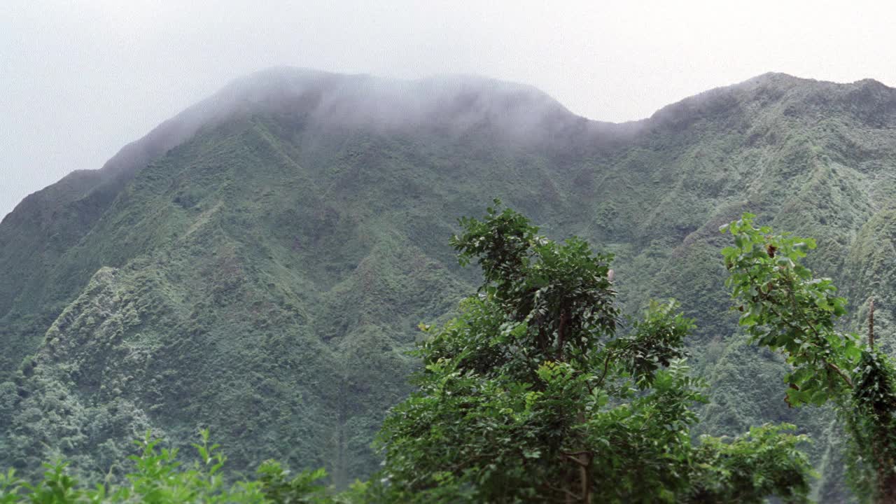 广角山，库劳山脉。热带植物和树木。雾。丛林。视频下载