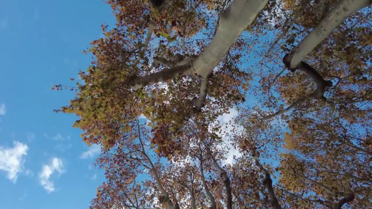 阿维尼翁在秋天视频下载
