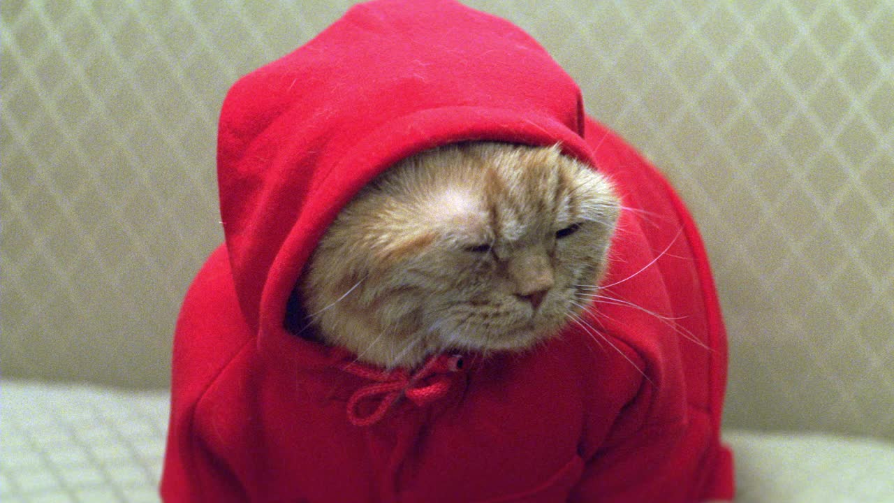 一个超重的猫与橙色的皮毛，穿着红色的运动衫坐在金色的沙发上的特写镜头。可能在客厅。家猫。视频素材