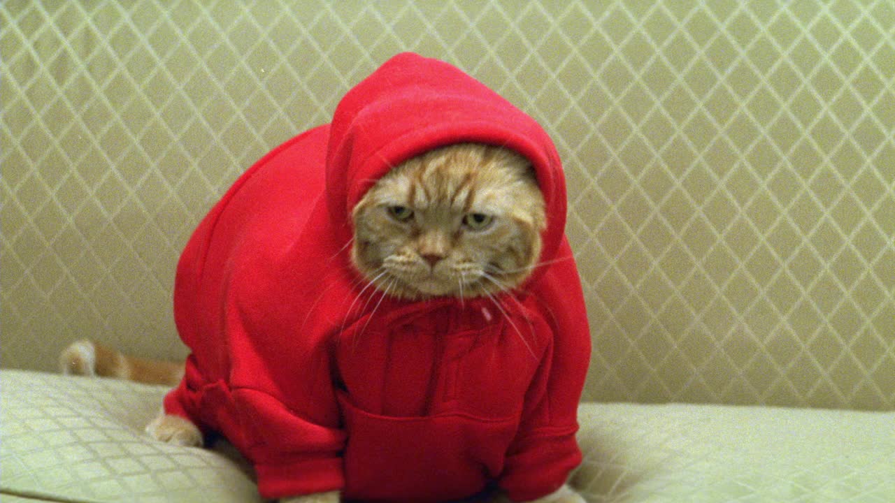 一个超重的猫与橙色的皮毛，穿着红色的运动衫坐在金色的沙发上的特写镜头。可能在客厅。家猫。视频素材
