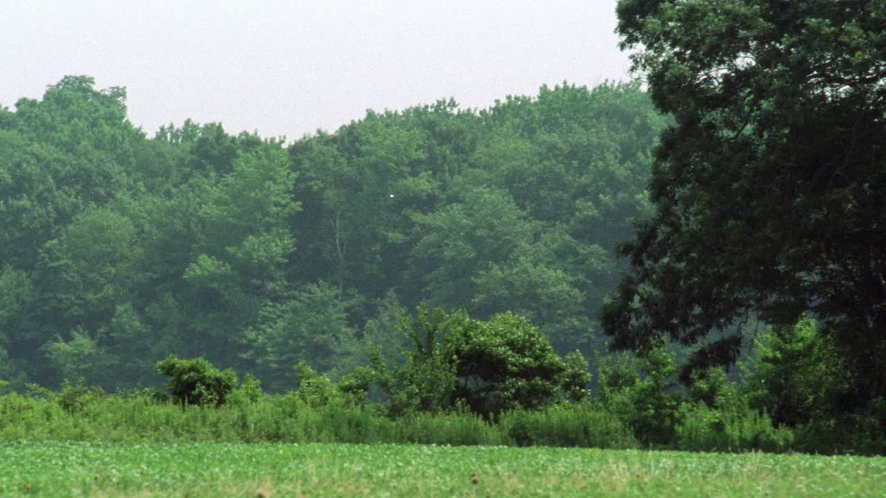 草地和灌木丛的广角拍摄。丛林中可见的树、灌木或树林可能在农村。视频下载