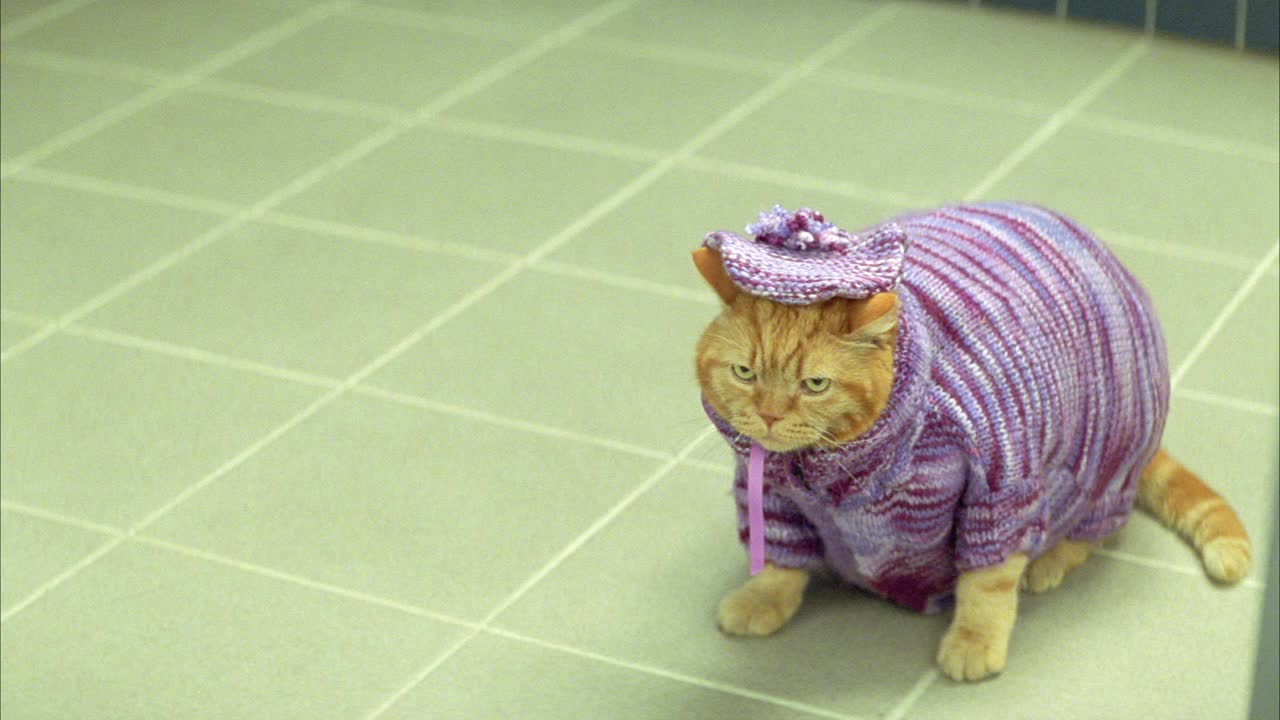 超重的猫用针织毛衣和编织法国贝雷帽的近角度。当门打开和关闭时，猫站在门前。幽默。系列。视频素材