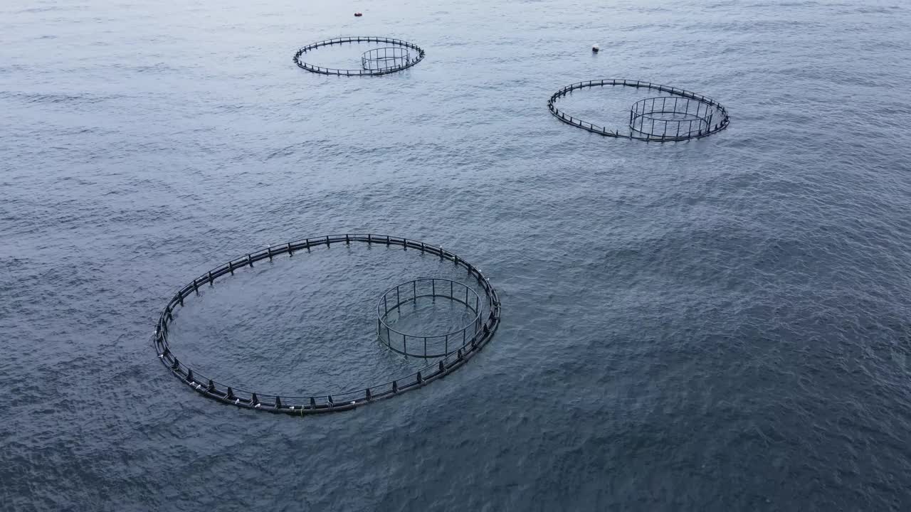 在海中养鱼的鱼笼，直到他们可以收获。视频下载