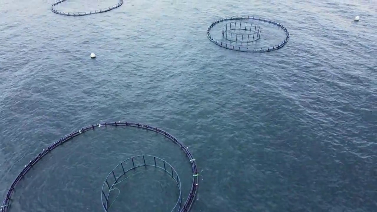 海鲈鱼和海鲷鱼的养殖单位视频素材