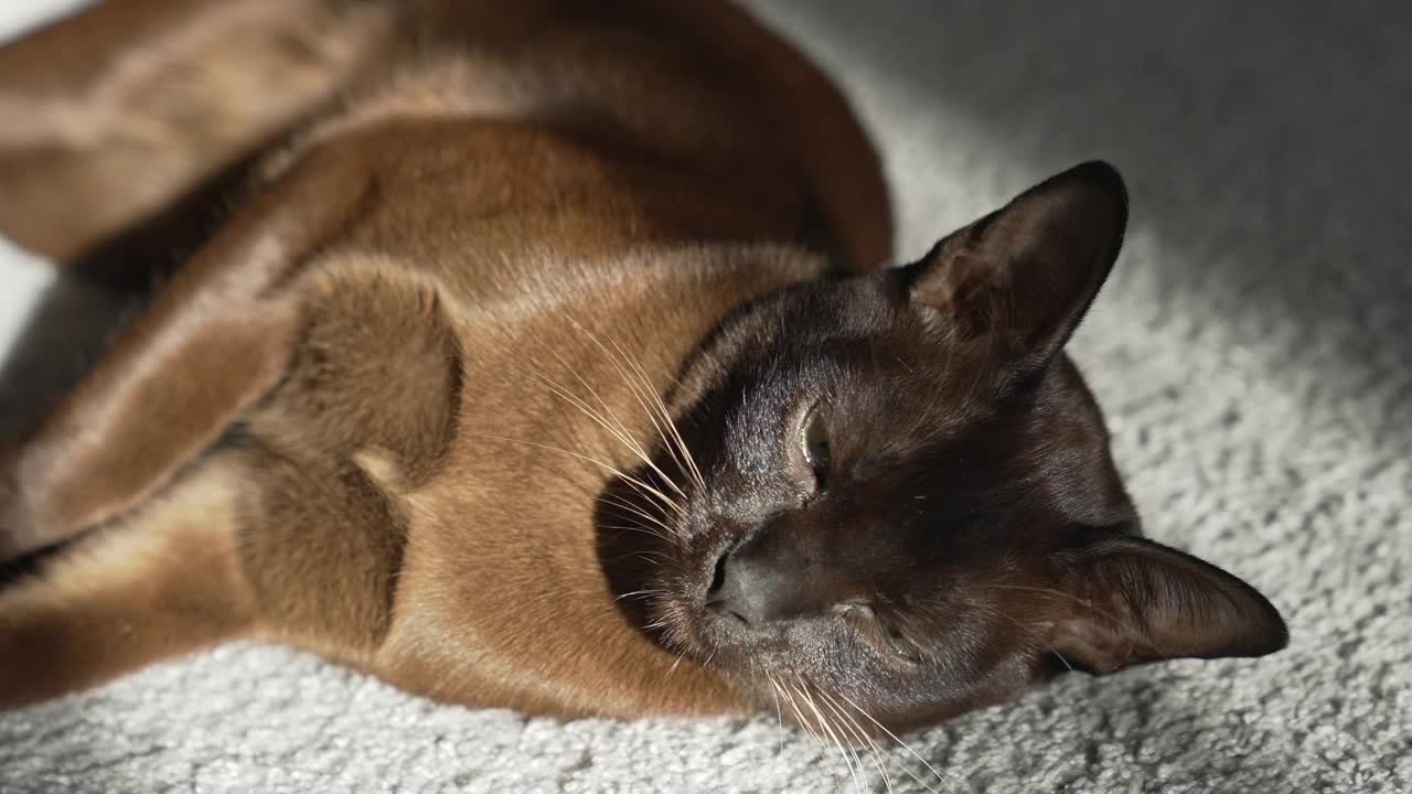 可爱的棕色猫在室内。猫躺在房子的地毯上放松。动物的概念视频素材