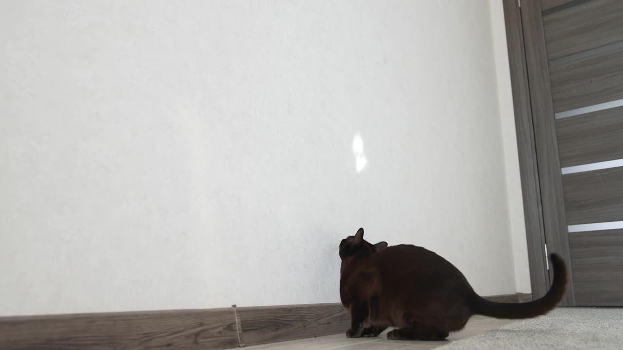 猫在家里玩。一只精力充沛的棕色猫咪一边在房子里玩耍，一边在墙上跳来跳去视频素材