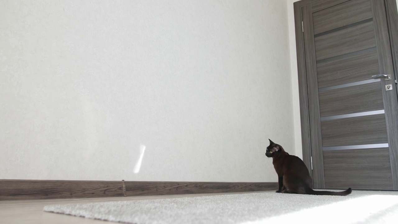纯种小猫捕捉阳光的反射。可爱的缅甸猫在室内玩耍。家里有只有趣的纯种小猫视频素材