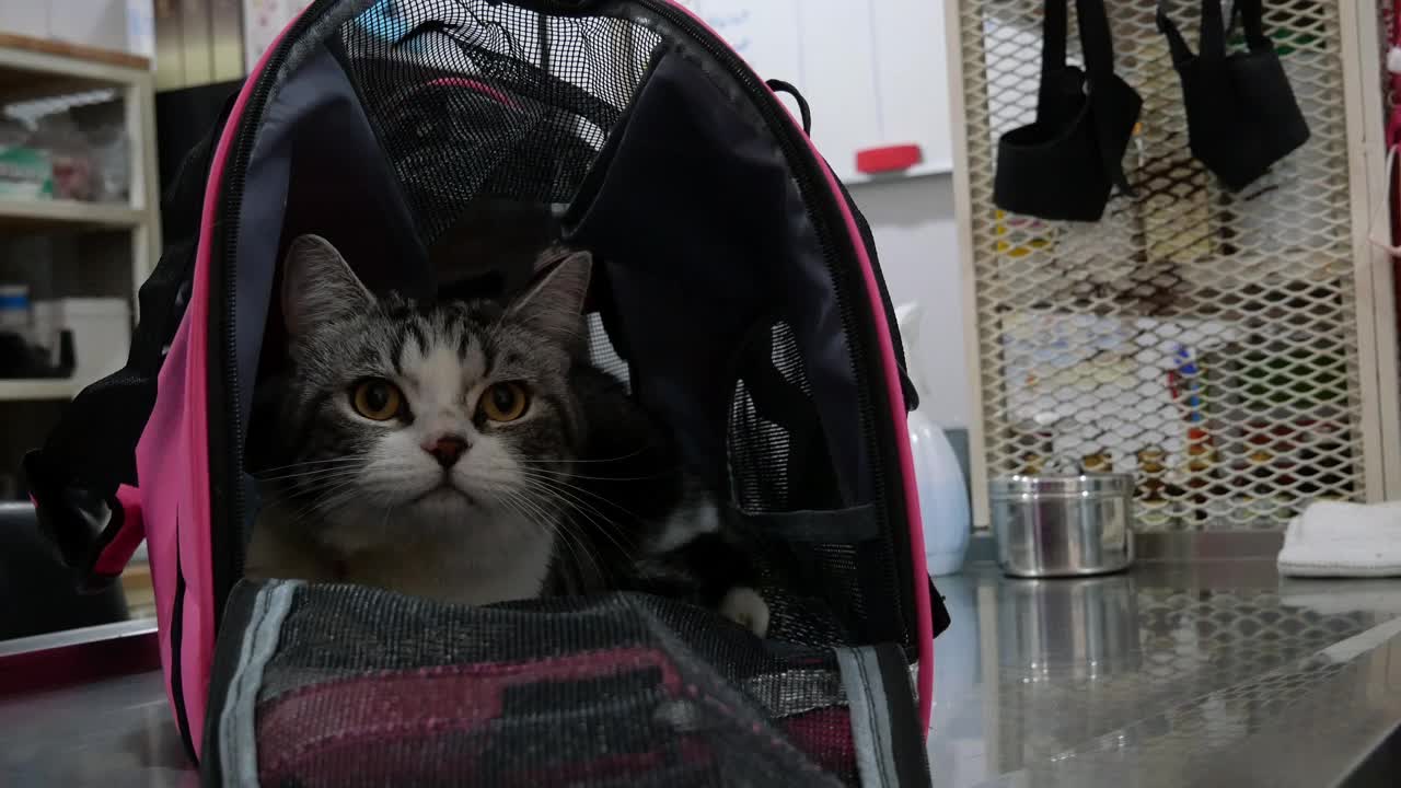 猫在行李视频下载
